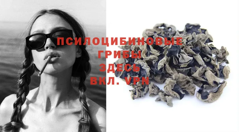 Псилоцибиновые грибы Psilocybe  где купить наркоту  Слюдянка 